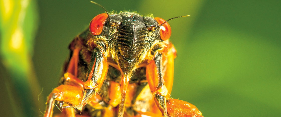 close up of an orange cicada