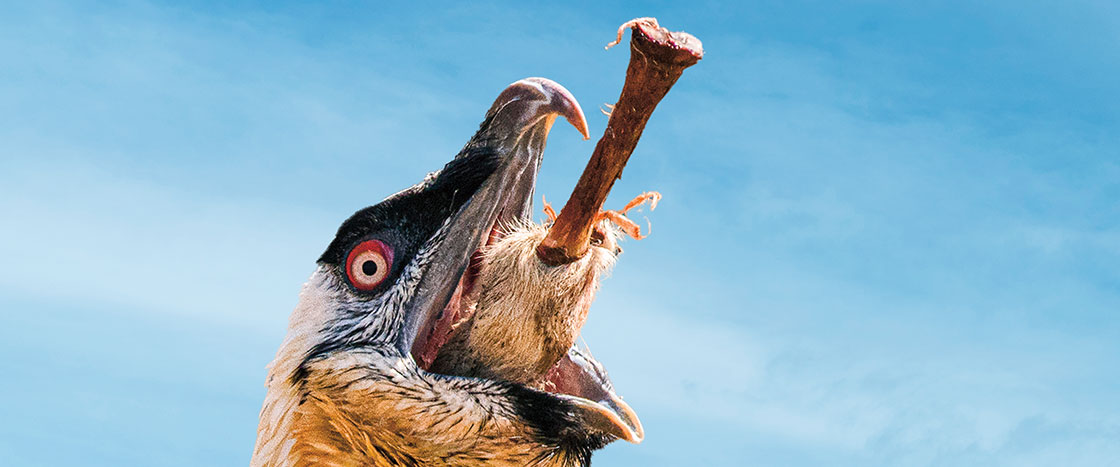 A bird swallowing a bone with a bit of meat on it