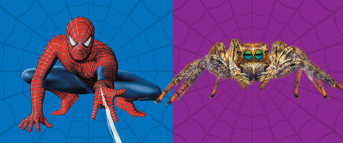 Spider-Man on the left and an image of a spider on its web on the right