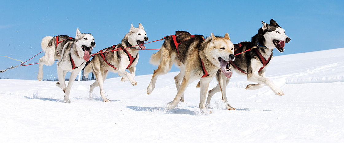 Photo of huskies running through the snow