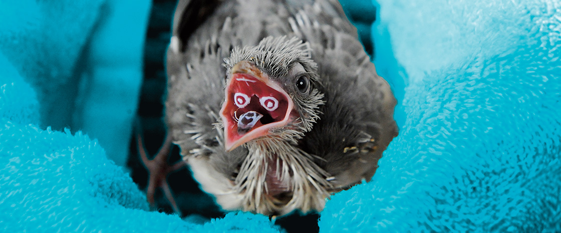 Image of a chick with its mouth open