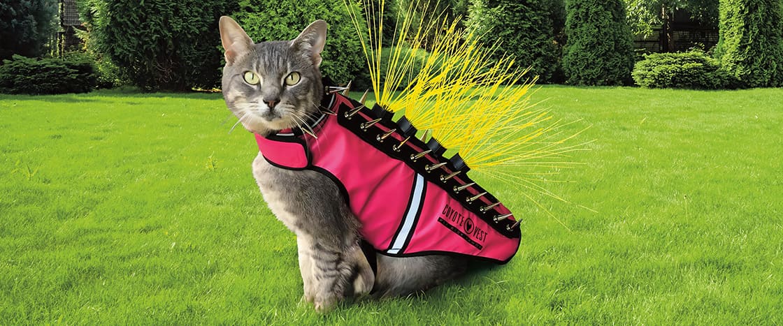 Image of a cat wearing a coyote vest with spikes and whiskers