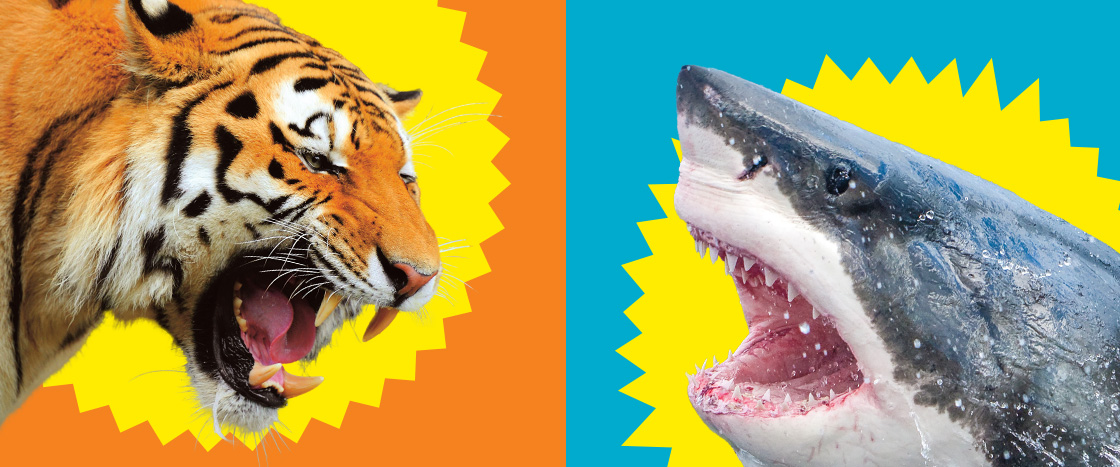 Image of a shark and image of a tiger