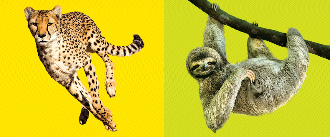 Image of a cheetah and image of a sloth