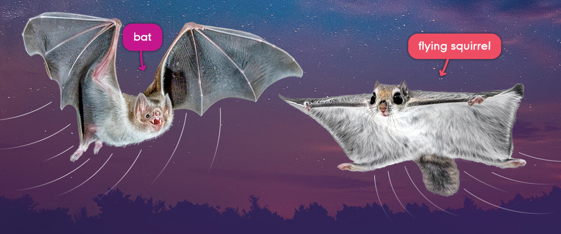 Image of a bat and a flying squirrel