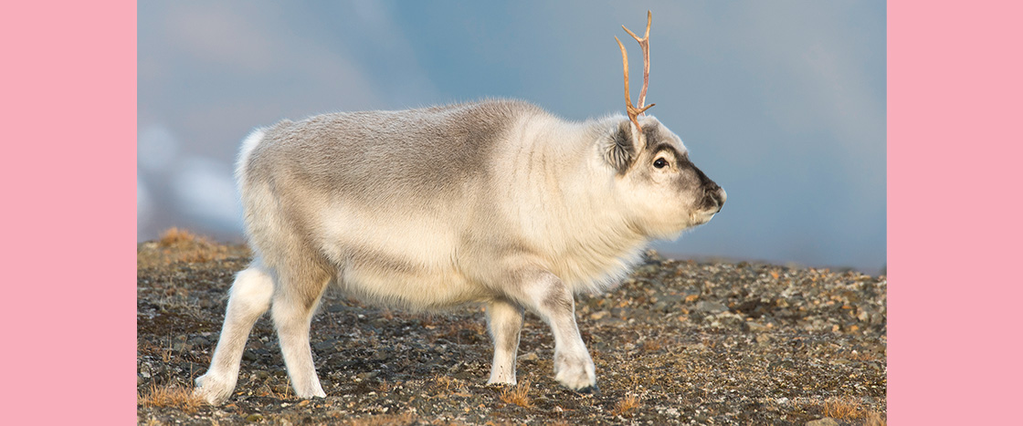 Image of a reindeer