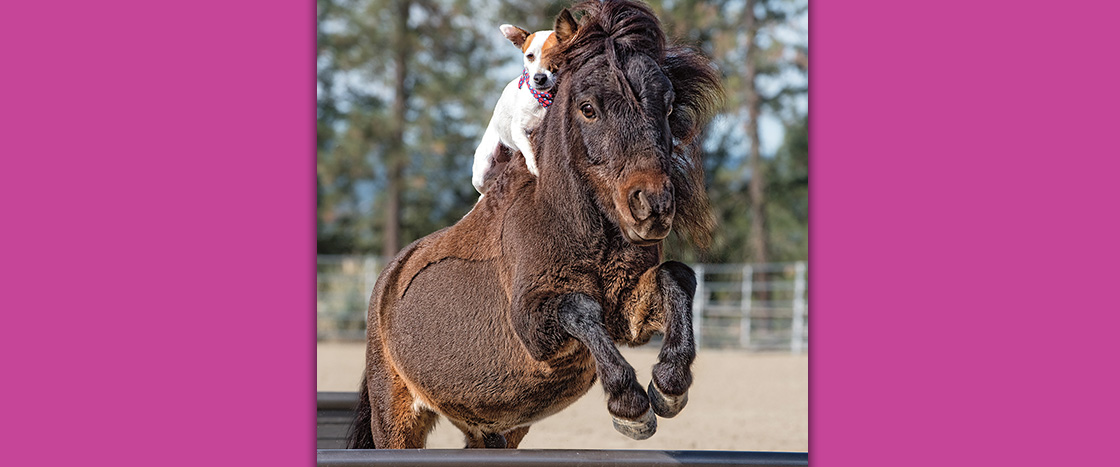 Image of a dog riding a little horse
