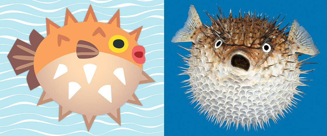 Illustration of puffer fish and real-life puffer fish