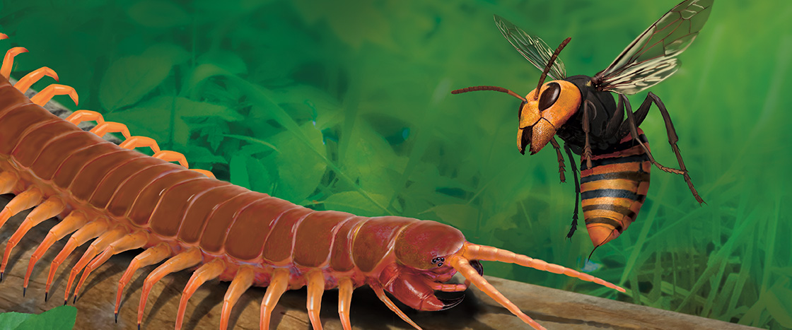 Image of a centipede and a wasp on a stick