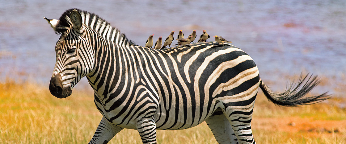Image of a zebra in the wild with birds perched on its back