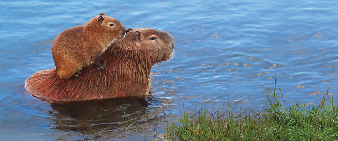 Image of adult Capybara swimming with baby on its back