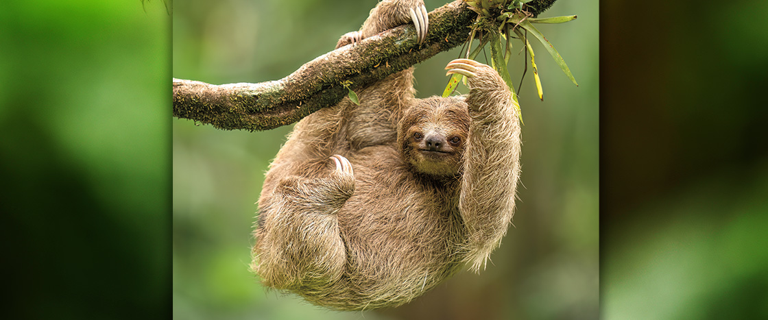 Image of sloth hanging from tree branch