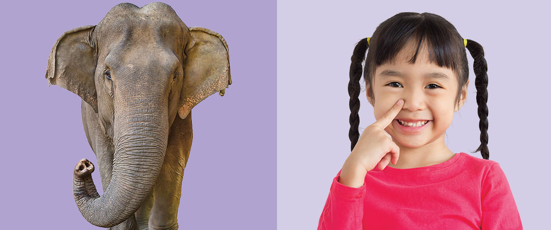 An elephant faces forward next to a girl who points to her nose