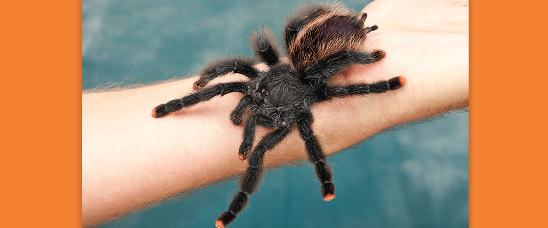 A large black tarantula with orange-tipped legs rests on a person's forearm