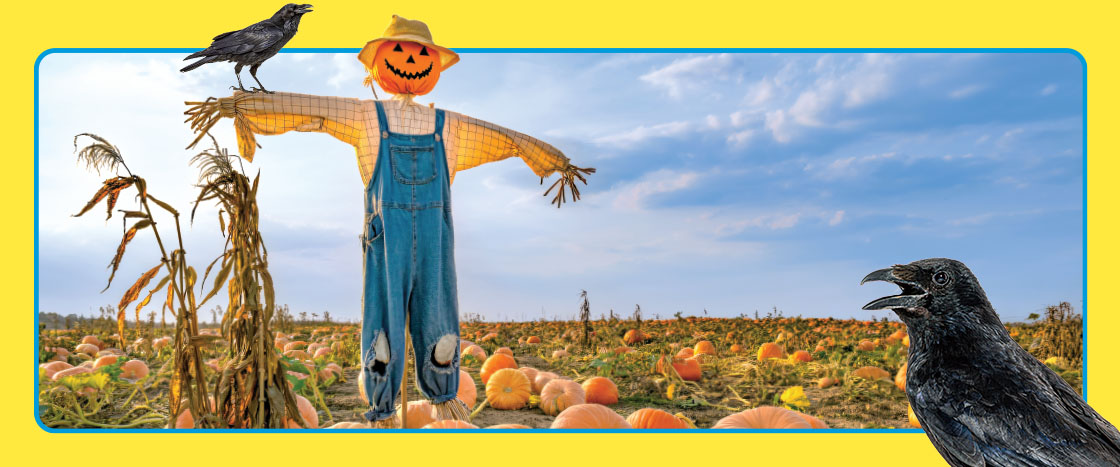A scarecrow with a jack-o-lantern head stands in a pumpkin patch as two crows perch nearby