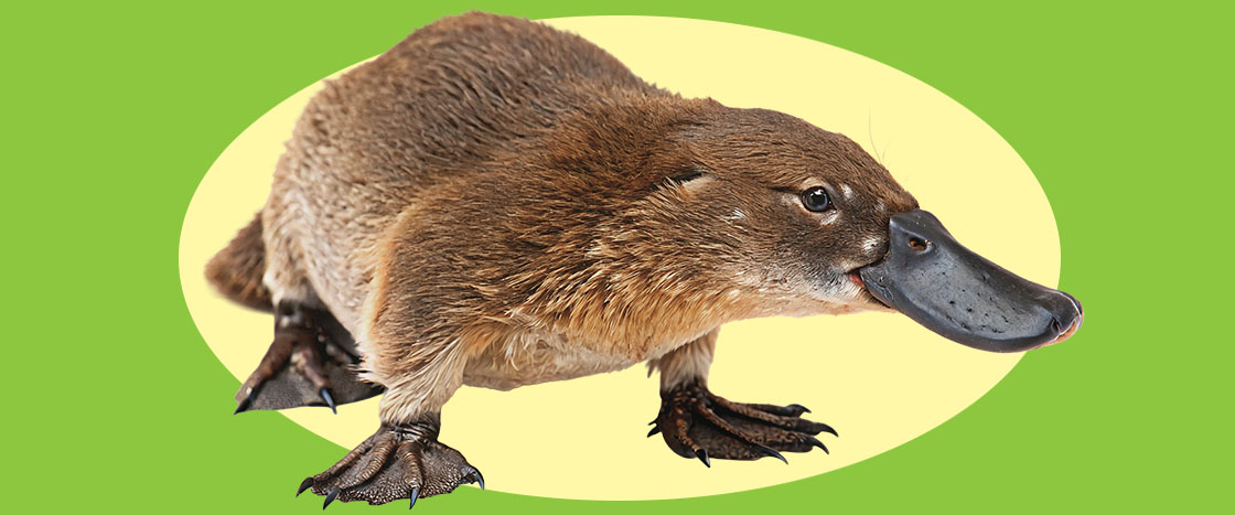 A platypus with a broad bill, fur-covered body, and webbed clawed feet faces forward