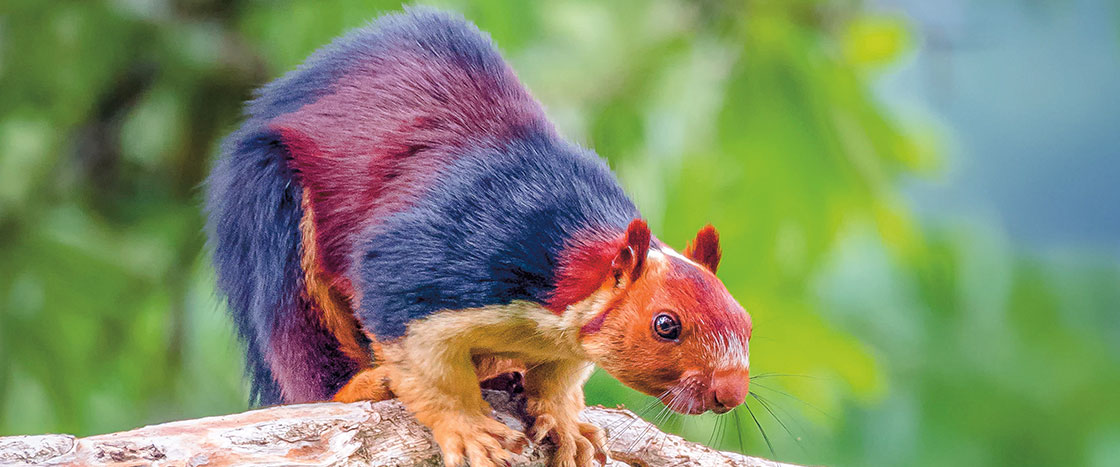 a squirrel with different colors on its fur